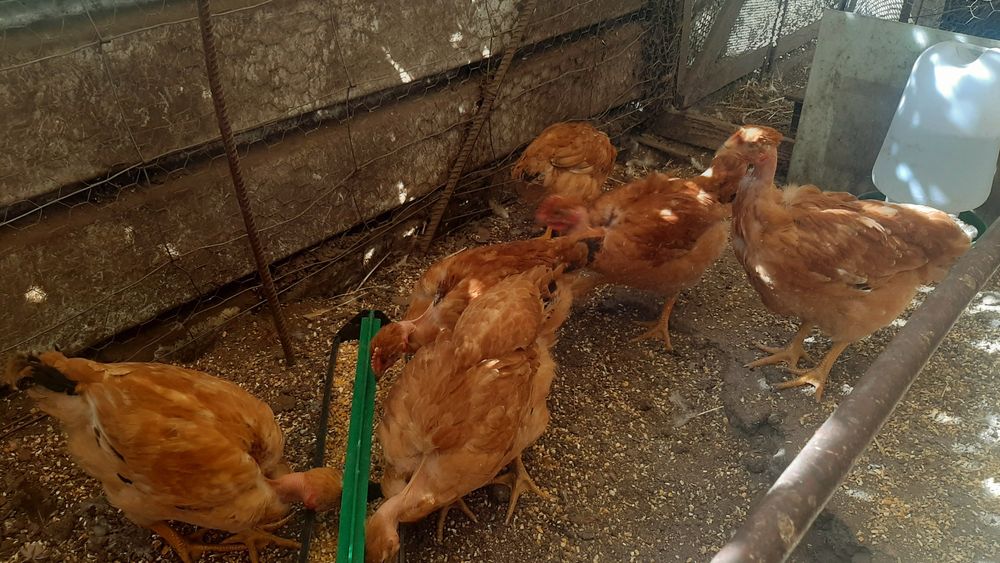 Lote de pintos criados em casa