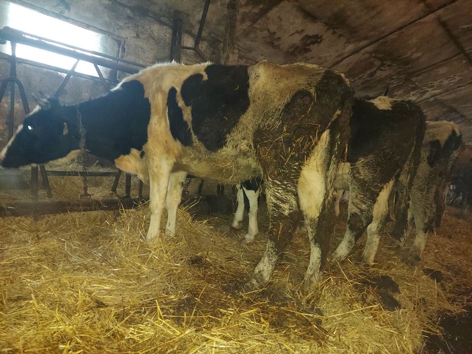 Sprzedam jałówki wysokocielne