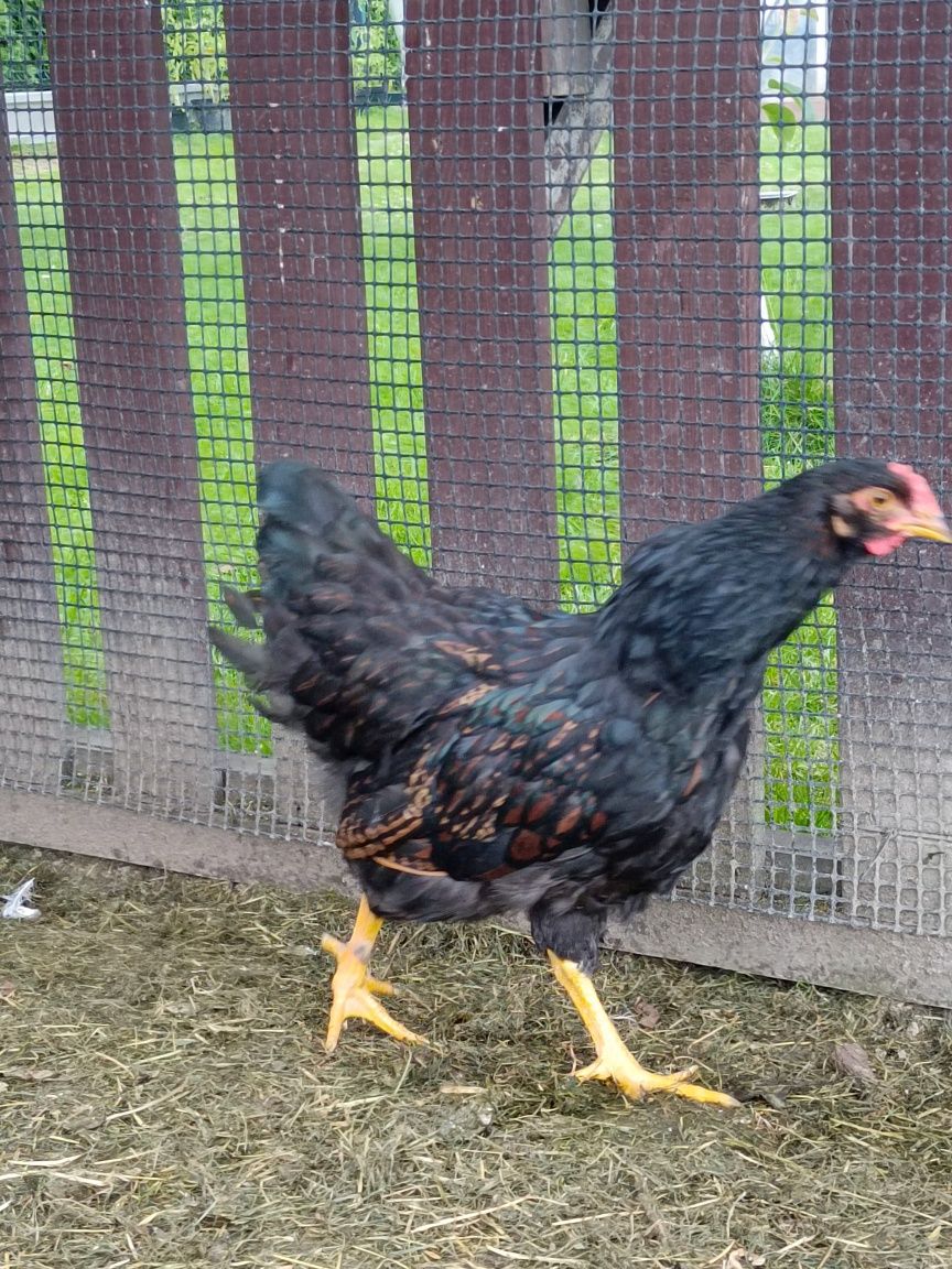 Kogut Barnevelder
