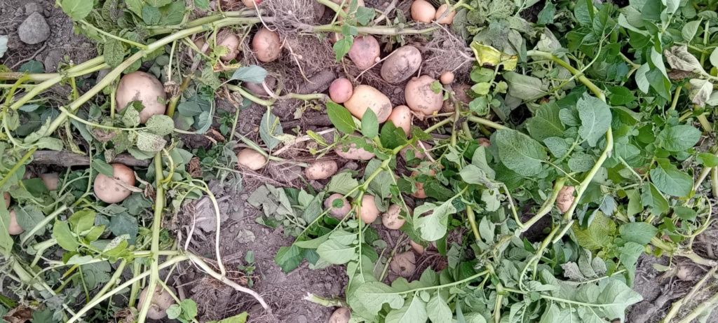 Ziemniaki młode Irga