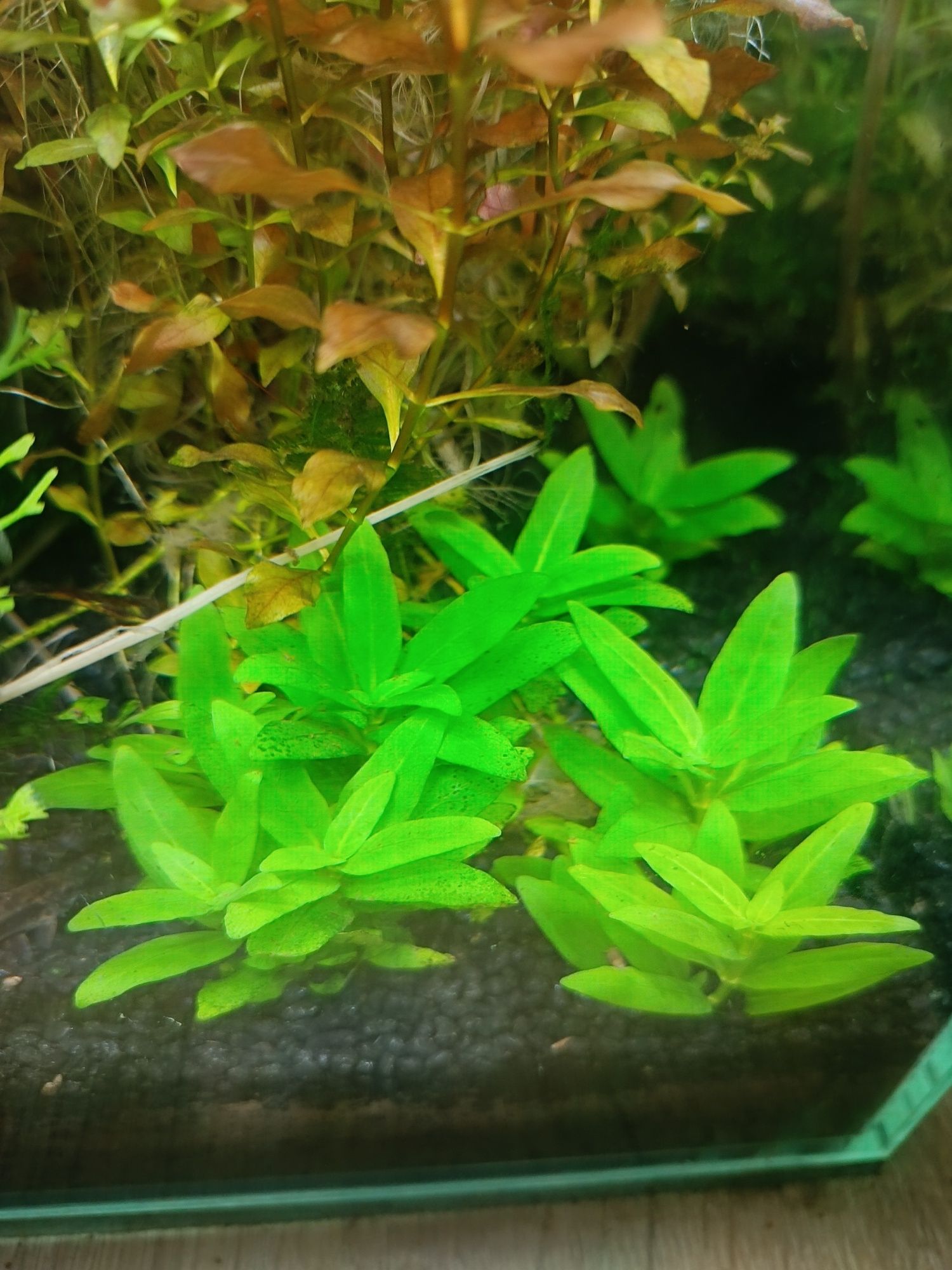 Ludwigia mini super