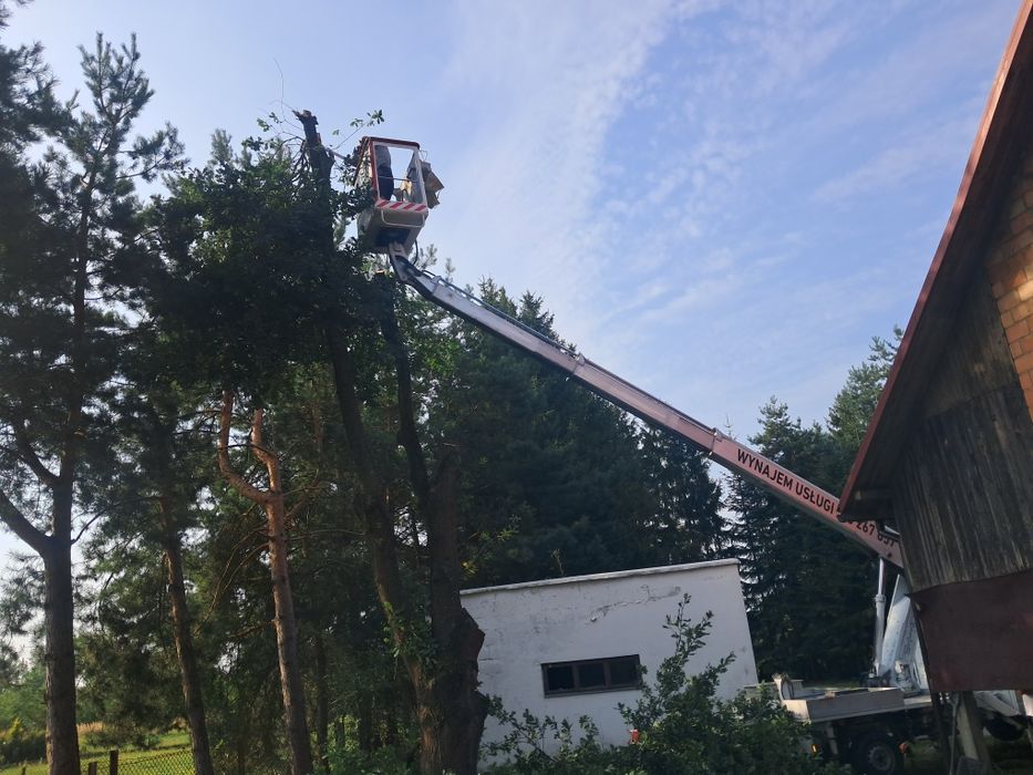 Podnośnik Koszowy Rębak wynajem usługi