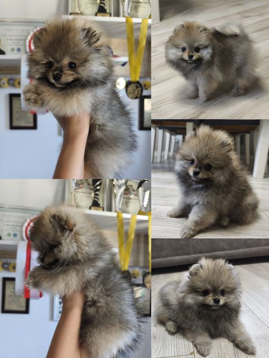 Piesek szpic miniaturowy pomeranian ZKwP FCI orange sable