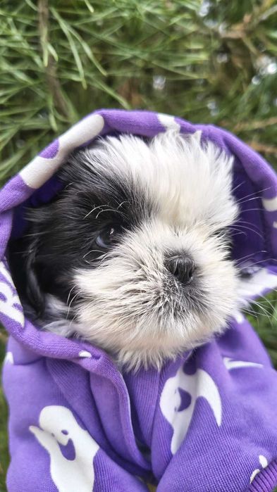 Cudna sunia Shih tzu Nemi gotowa do zmiany domu