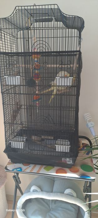 Papużki nimfy (corelle) i klatka