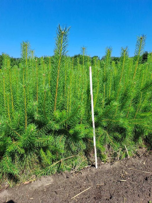 Sosna pospolita 60 cm - 80 cm