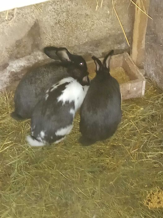 Króliki 8 miesięczne