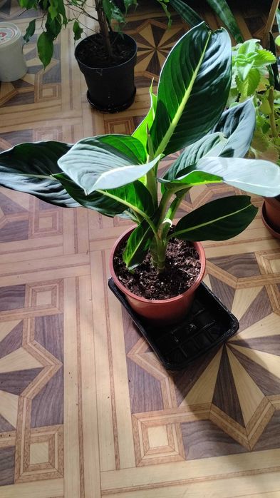 Диффенбахiя Грiн Меджик сонсив'ерiя,Бергамот(лимонник)