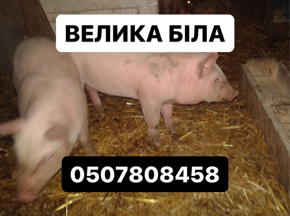 15-25 кг ПОРОСЯТА 100 поросят