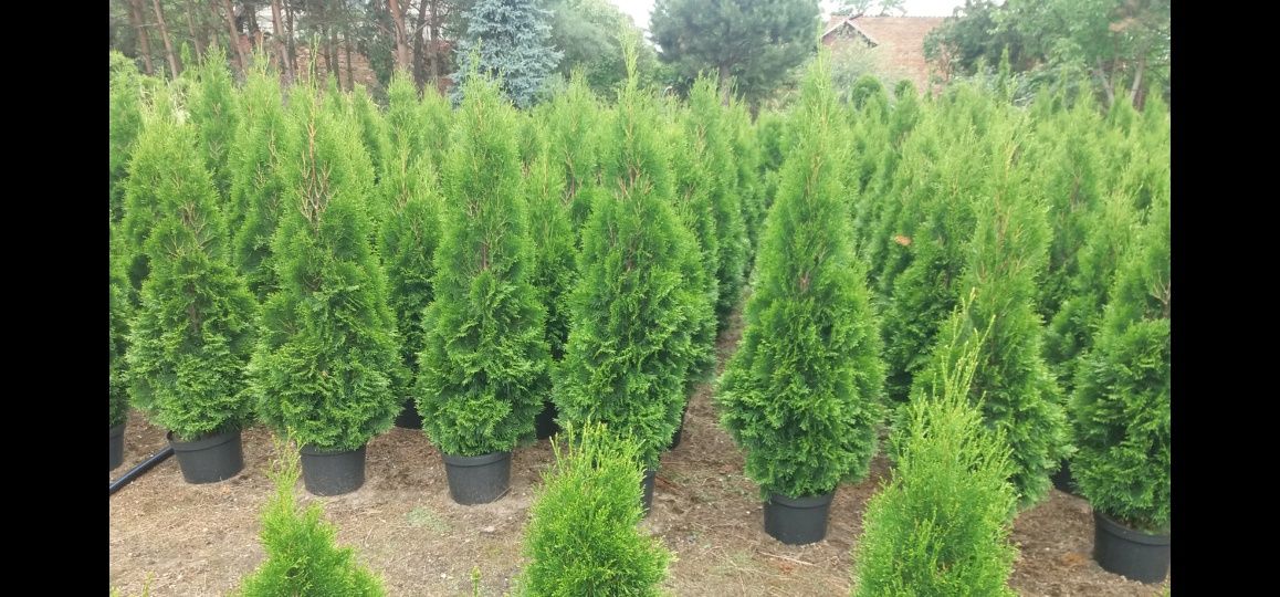 Thuja Smaragd do 150 Tuja Szmaragd