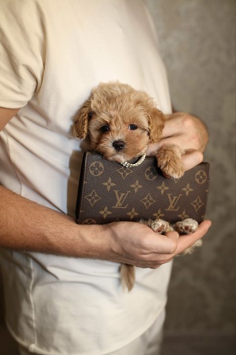 Роскошная куколка супер мини мальтипу в нарядном карамельном окрасе/F1