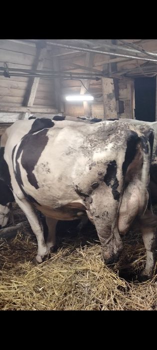 Krowa mleczna  ocielona w czerwcu