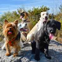 Petsitting e Dogwalking Cascais