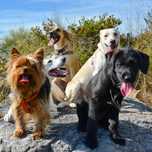 Petsitting e Dogwalking Cascais