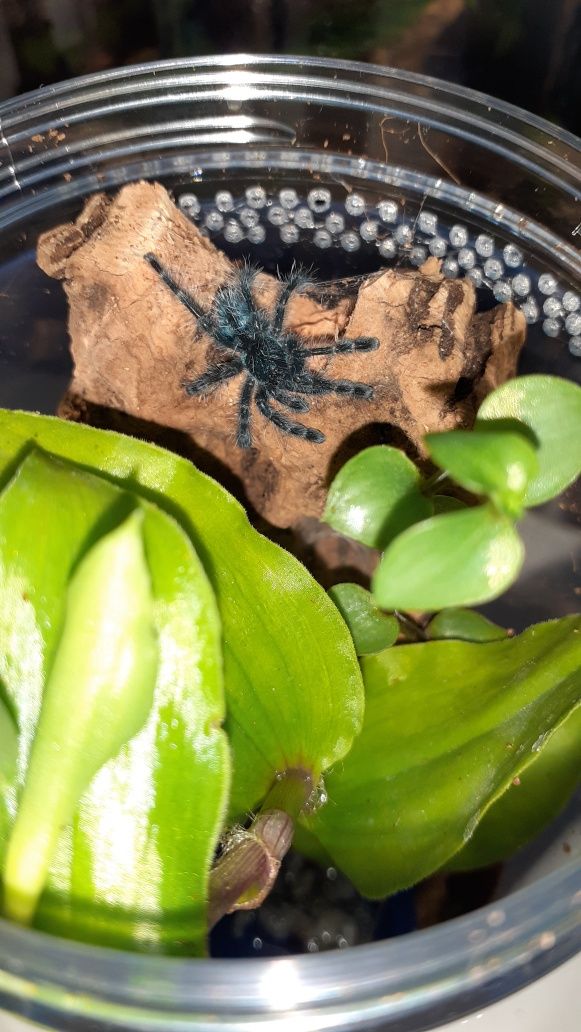 Caribena versicolor l2 + gotowy pojemnik i karaczany