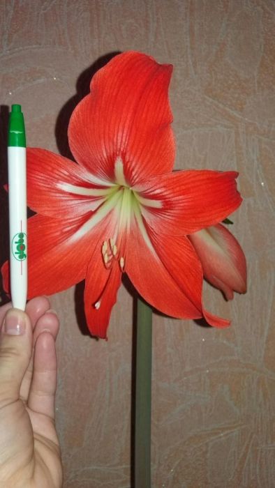 Гиппеаструм цибулини дорослі