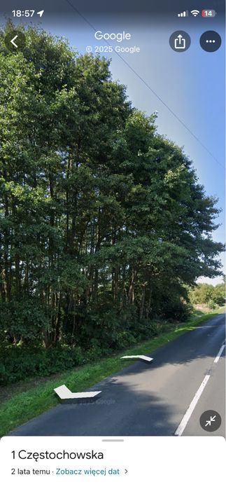 Oddam drzewa za wycinke