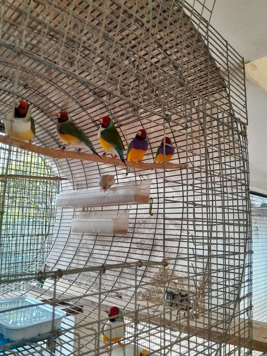 Diamantes Gould 2025