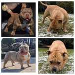 American bully suczka mocnej budowy krępa