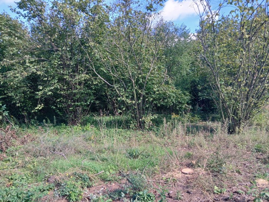 Drewno na opał leszczyny