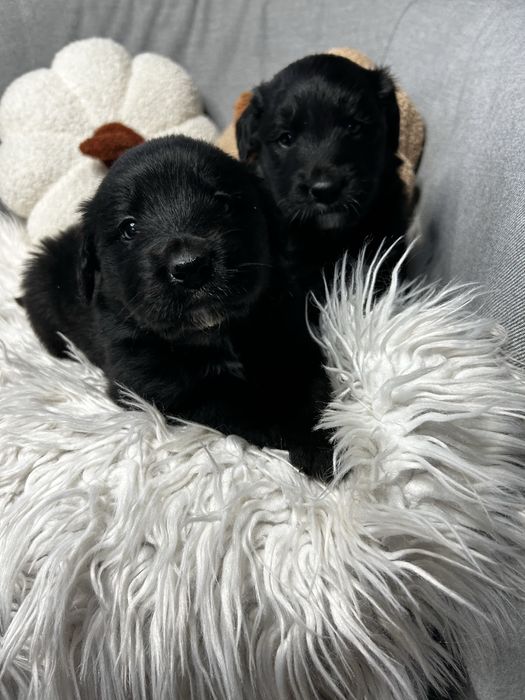 COLTRIEVER - mix Border Collie + Golden Retriever