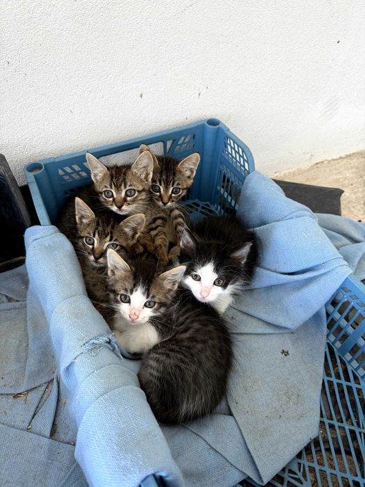 5 gatinhos meigos para adoção
