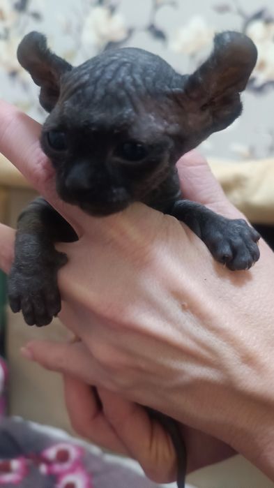 Канадский сфинкс