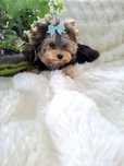 DROBNIUTKA Kruszyna, Mini chłopiec Yorkshire terrier