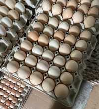 Jajeczka wiejskie jajko jaja