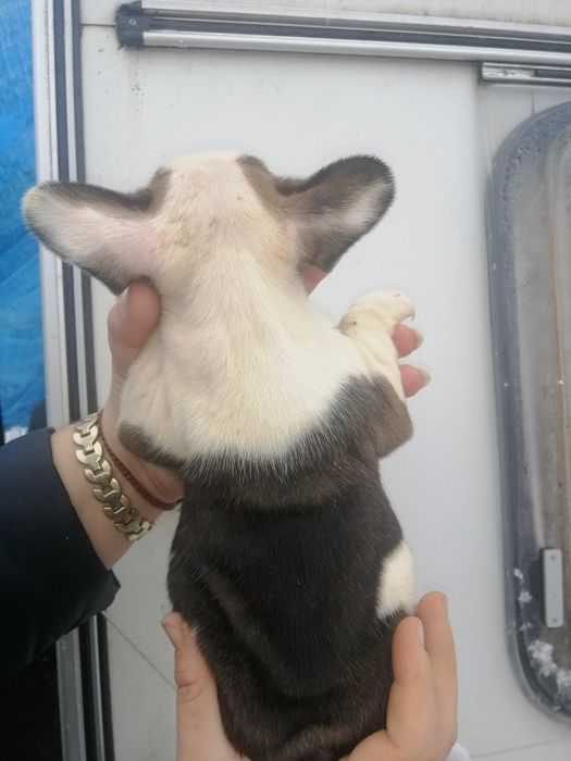 Чистокровні Французики хлопчики та дівчатка є доставка