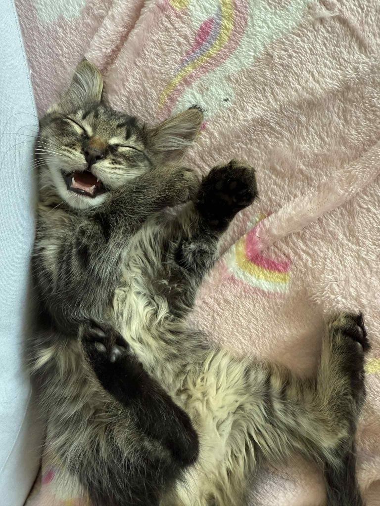 Kto pokocha kocurka w typie rasy mainecoon?