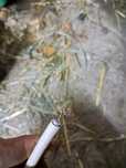 Kabel antenowy, sprzedam