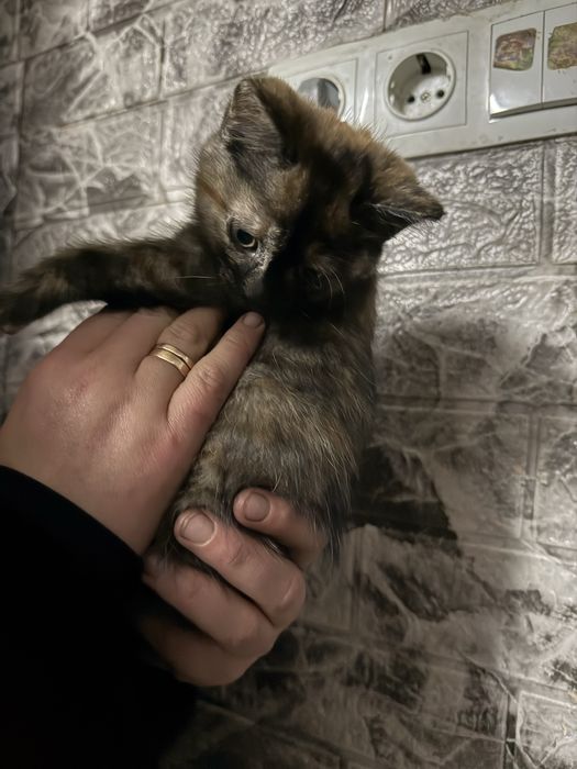 Дівчинка черепахового окрасу