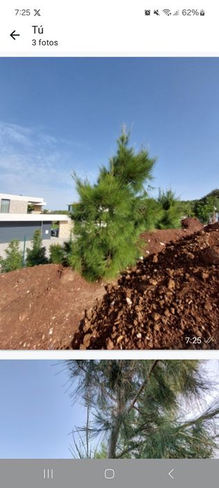 Pinheiros de 4 mt de altura