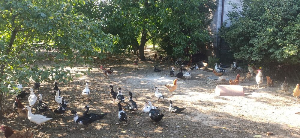 Kaczki z dowozem Warszawa - Pułtusk