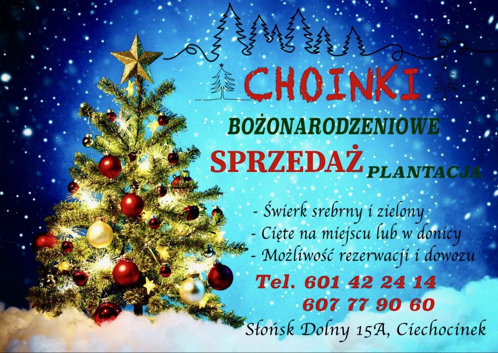 Choinki Bozonarodzeniowe Świerk srebrny i zielony Wlasna plantacja