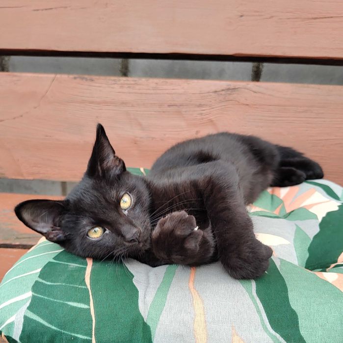 Kocięta do adopcji