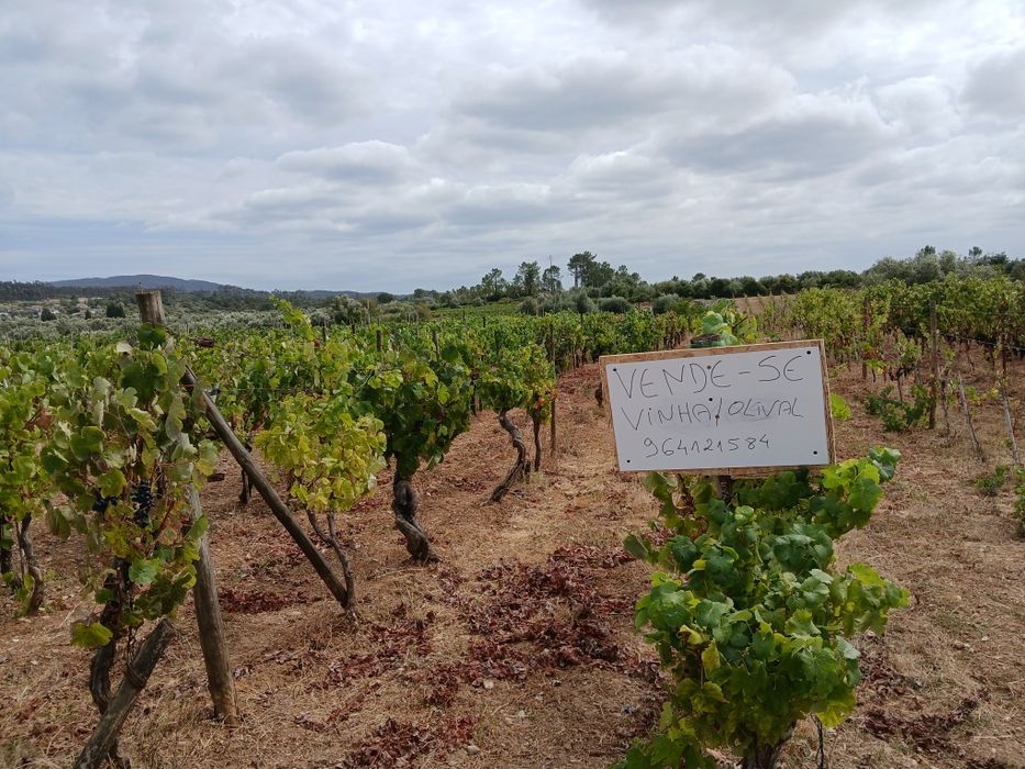 Terreno com olival e vinha