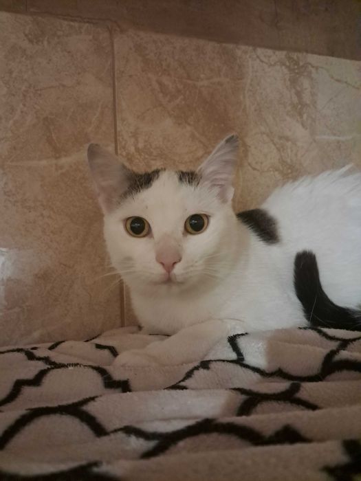 Delikatna Lara szuka domu