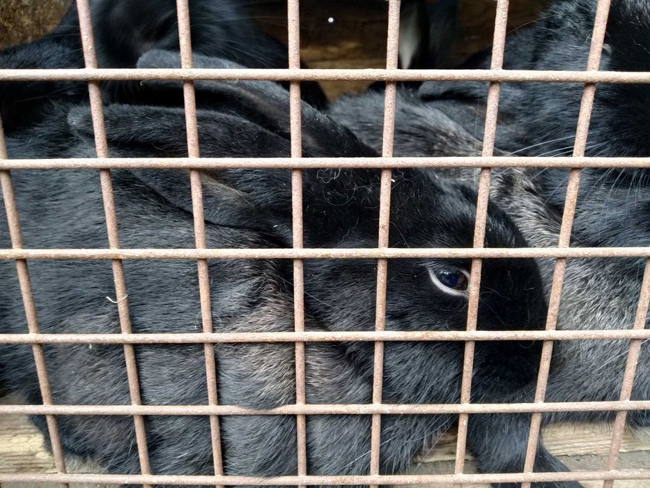 króliki do dalszej hodowli/ wiek 4,5 m-ca