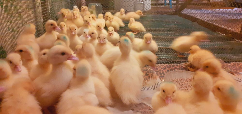 индоутята  2025год тяжёлая немецкая линия,мускусная,самовывоз