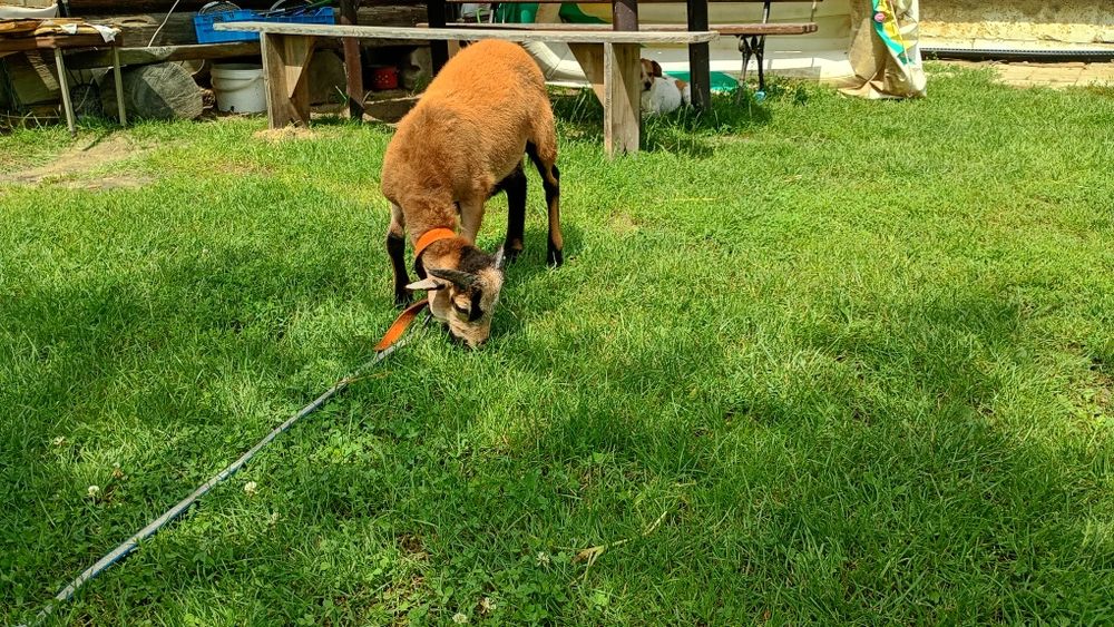 Baranek 4 miesięczny