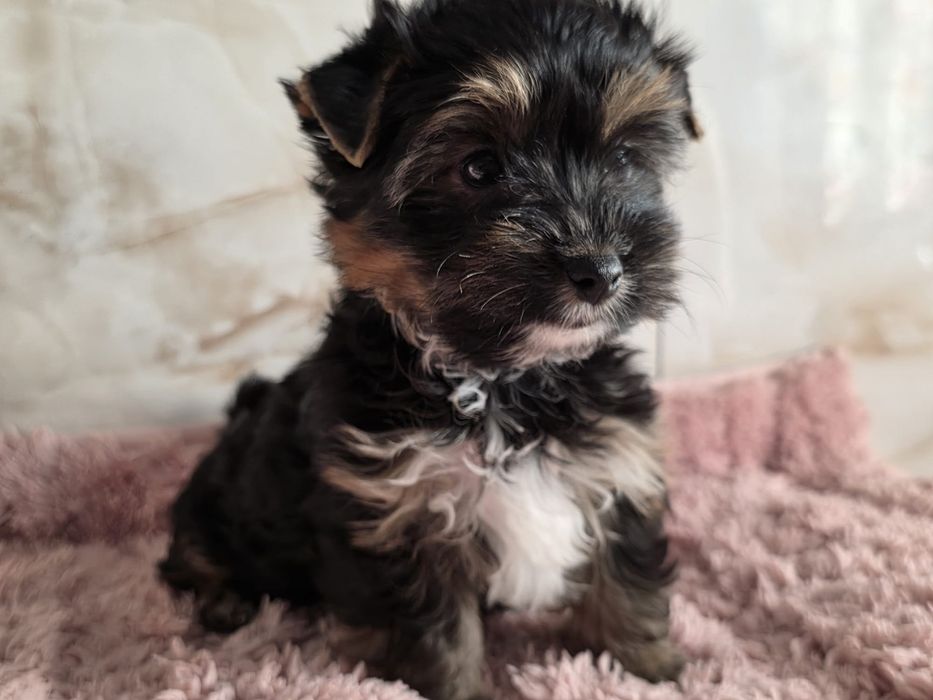 Piesek Yorkshire Terrier