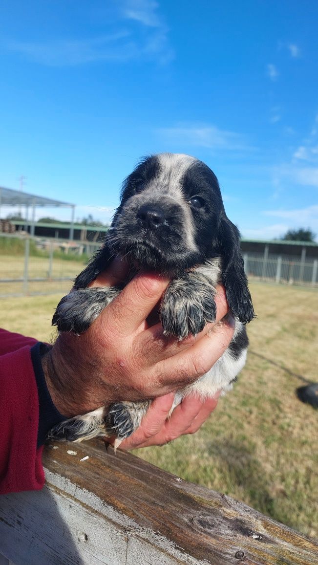 Cachorro cocker spaniel