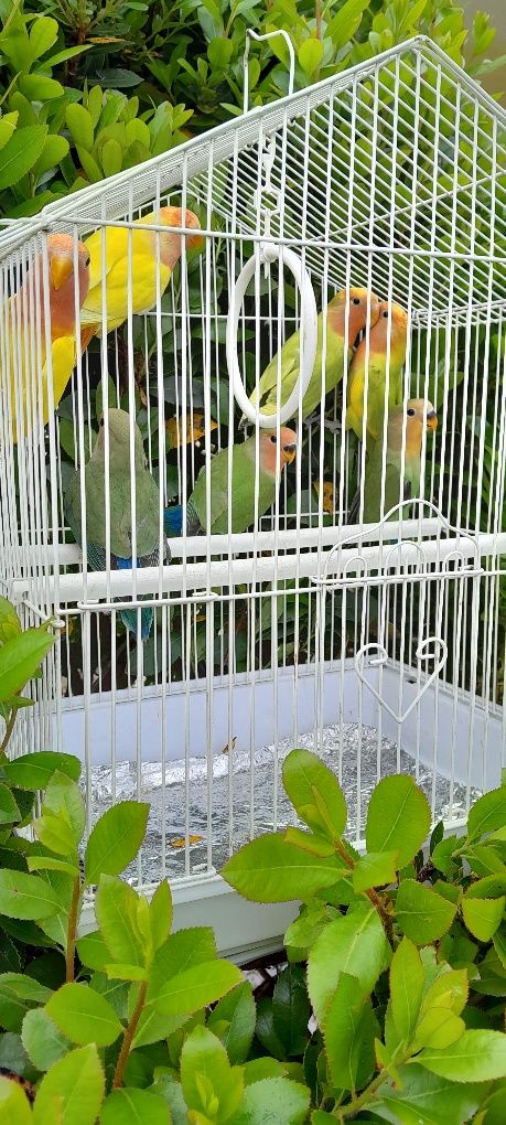 Agapornis de 2025 varias cores