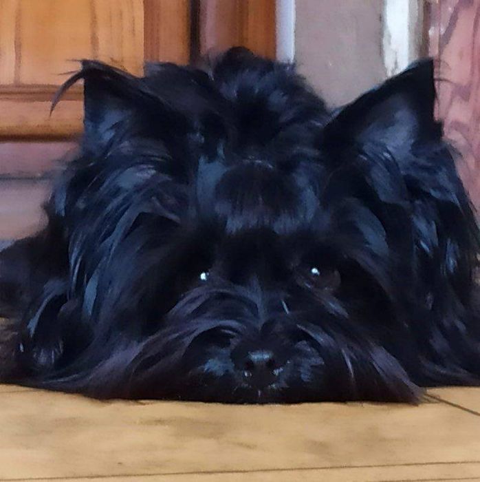 Yorkshire terrier Black Malutkie Mini Mini