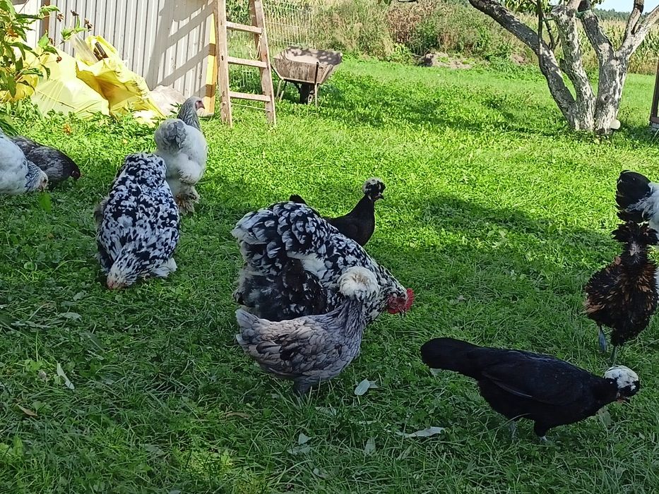 Sprzedam kury ozdobne