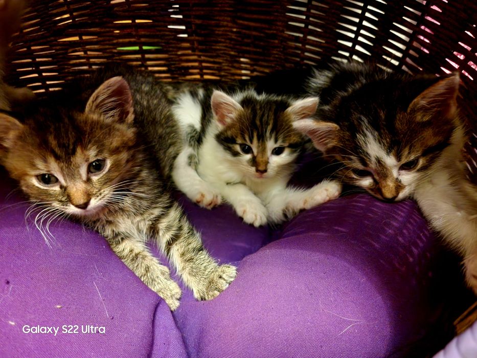 Kociaki zmienią domek