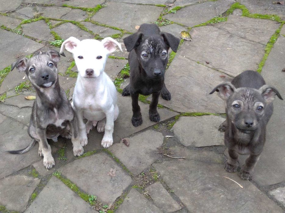 Цуценята в добрі руки, 4 хлопчака і одна дівчина шукають господарів