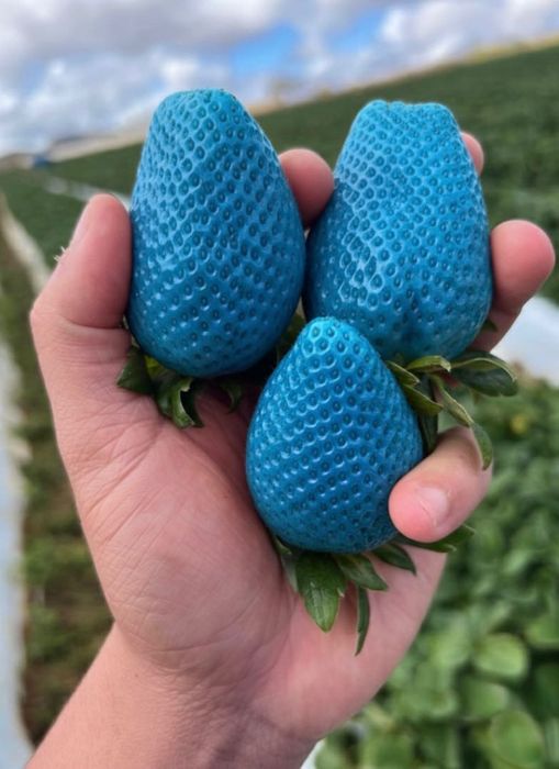 Sementes de Morango Azurina
